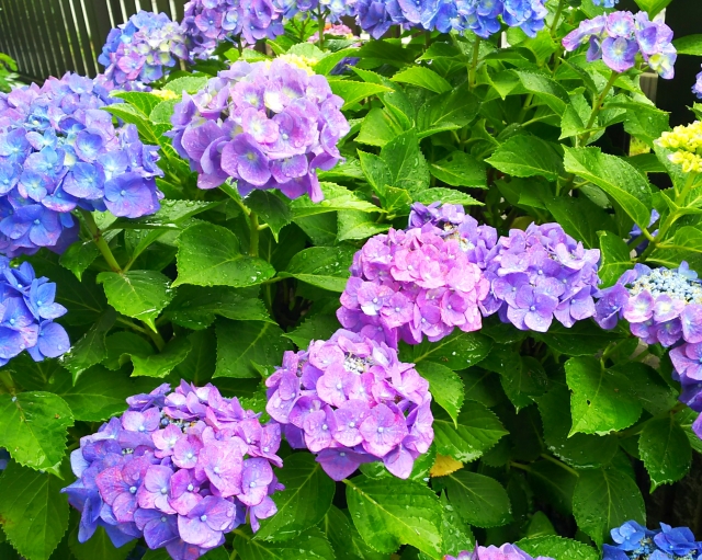 雨に濡れる紫陽花